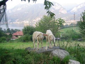 agnello brianzolo