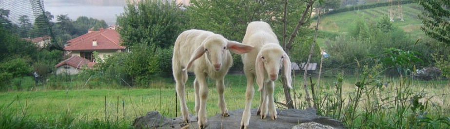 agnello brianzolo testatanew